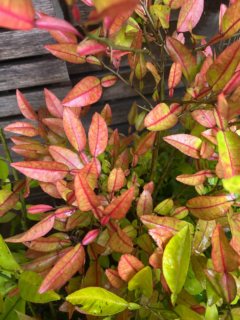 Yuzu × Swingle Citrumelo v jesenných farbách