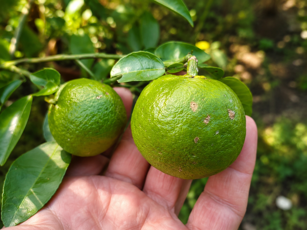 Yuzu × Swingle Citrumelo